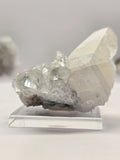 Specimen No. 218