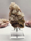 Specimen No. 015